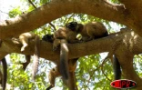 Depuis six ans, l'îlot Mbouzi au large de Mayotte est devenu un dispensaire qui  accueille, réconforte et soigne des makis, ces petits lémuriens au regard émouvant d'humanité