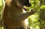 Depuis six ans, l'îlot Mbouzi au large de Mayotte est devenu un dispensaire qui  accueille, réconforte et soigne des makis, ces petits lémuriens au regard émouvant d'humanité