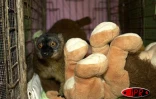 Depuis six ans, l'îlot Mbouzi au large de Mayotte est devenu un dispensaire qui  accueille, réconforte et soigne des makis, ces petits lémuriens au regard émouvant d'humanité