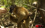Depuis six ans, l'îlot Mbouzi au large de Mayotte est devenu un dispensaire qui  accueille, réconforte et soigne des makis, ces petits lémuriens au regard émouvant d'humanité