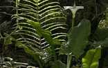 La forêt réunionnaise fait partie du patrimoine mondial. Près de 200 espèces endémiques y ont été recensées 
Photo Noël Thomas