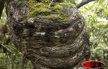 La forêt réunionnaise fait partie du patrimoine mondial. Près de 200 espèces endémiques y ont été recensées 
Photo Noël Thomas