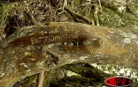 La forêt réunionnaise fait partie du patrimoine mondial. Près de 200 espèces endémiques y ont été recensées 
Photo Noël Thomas