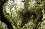 La forêt réunionnaise fait partie du patrimoine mondial. Près de 200 espèces endémiques y ont été recensées 
Photo Noël Thomas