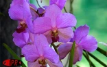 Exposition d'orchidées à Saint-André (Est) en septembre 2001