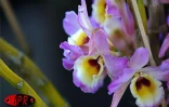 Exposition d'orchidées à Saint-André (Est) en septembre 2001