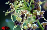 Exposition d'orchidées à Saint-André (Est) en septembre 2001