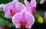 Exposition d'orchidées à Saint-André (Est) en septembre 2001