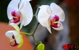 Exposition d'orchidées à Saint-André (Est) en septembre 2001