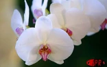 Exposition d'orchidées à Saint-André (Est) en septembre 2001