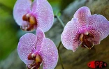 Exposition d'orchidées à Saint-André (Est) en septembre 2001