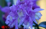Exposition d'orchidées à Saint-André (Est) en septembre 2001