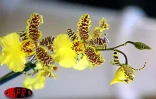 Exposition d'orchidées à Saint-André (Est) en septembre 2001