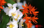Exposition d'orchidées à Saint-André (Est) en septembre 2001