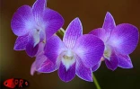 Exposition d'orchidées à Saint-André (Est) en septembre 2001