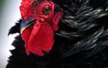 Le conservatoire agricole de l'Océan Indien a ouvert ses portes au public le 1er février 2001 à Piton Saint-Leu (Ouest). Le parc regroupe une centaine de races rares de poules d'ornement et de chair
