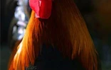 Le conservatoire agricole de l'Océan Indien a ouvert ses portes au public le 1er février 2001 à Piton Saint-Leu (Ouest). Le parc regroupe une centaine de races rares de poules d'ornement et de chair