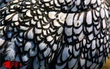 Le conservatoire agricole de l'Océan Indien a ouvert ses portes au public le 1er février 2001 à Piton Saint-Leu (Ouest). Le parc regroupe une centaine de races rares de poules d'ornement et de chair