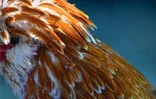 Le conservatoire agricole de l'Océan Indien a ouvert ses portes au public le 1er février 2001 à Piton Saint-Leu (Ouest). Le parc regroupe une centaine de races rares de poules d'ornement et de chair
