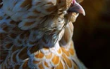 Le conservatoire agricole de l'Océan Indien a ouvert ses portes au public le 1er février 2001 à Piton Saint-Leu (Ouest). Le parc regroupe une centaine de races rares de poules d'ornement et de chair