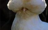 Le conservatoire agricole de l'Océan Indien a ouvert ses portes au public le 1er février 2001 à Piton Saint-Leu (Ouest). Le parc regroupe une centaine de races rares de poules d'ornement et de chair