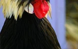 Le conservatoire agricole de l'Océan Indien regroupe une centaine de races rares de poules d'ornement et de chair