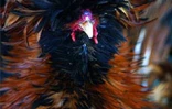 Le conservatoire agricole de l'Océan Indien regroupe une centaine de races rares de poules d'ornement et de chair
