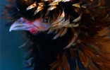Le conservatoire agricole de l'Océan Indien regroupe une centaine de races rares de poules d'ornement et de chair