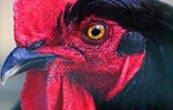 Le conservatoire agricole de l'Océan Indien regroupe une centaine de races rares de poules d'ornement et de chair