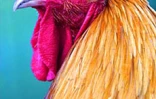 Le conservatoire agricole de l'Océan Indien regroupe une centaine de races rares de poules d'ornement et de chair