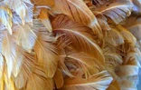 Le conservatoire agricole de l'Océan Indien regroupe une centaine de races rares de poules d'ornement et de chair