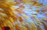 Le conservatoire agricole de l'Océan Indien regroupe une centaine de races rares de poules d'ornement et de chair