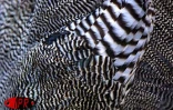 Le conservatoire agricole de l'Océan Indien regroupe une centaine de races rares de poules d'ornement et de chair