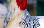 Le conservatoire agricole de l'Océan Indien regroupe une centaine de races rares de poules d'ornement et de chair
