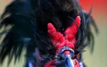 Le conservatoire agricole de l'Océan Indien regroupe une centaine de races rares de poules d'ornement et de chair