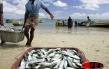 Retour de pêche à Ramena, un village de la région de Diégo Suarez (Madagascar)