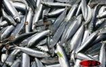 La mer n'a pas été pas avare de ses poissons
