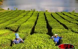 Champ de thé à Maurice
en général, ce sont les femmes qui cueillent les feuilles de thé