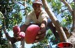 Les fruits et légumes de La Réunion ont fait leur promotion les 25 et 26 octobre 2004 aux rencontres alimentaires en Provence
