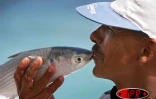 Image de pêche à la senne à l'île Rodrigues