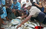 Image de pêche à la senne à l'île Rodrigues