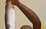 Image de pêche à la senne à l'île Rodrigues