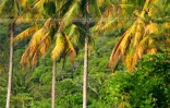 Rodrigues, une île montagneuse aux paysages de toute beauté