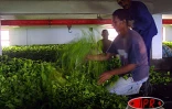Culture du thé à Maurice
Peu après son arrivée à l'usine de Bois Chéri, le thé est séché