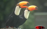 Ces toucans font partie des 8 000 oiseaux représentants 600 variétés qui vivent au parc de Jurong