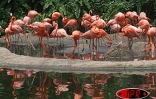 Ces flamants font partie des 8 000 oiseaux représentants 600 variétés qui vivent au parc de Jurong