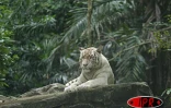 Au zoo de Singapour aucun animal n'est enfermé. Ils vivent à ciel ouvert, de larges fossés empêchant le contact direct avec le public