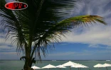 Sobres, exubérants, démonstratifs, discrets, les parasols fleurissent partout sur les plages
