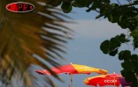 Sobres, exubérants, démonstratifs, discrets, les parasols fleurissent partout sur les plages