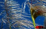 La filière cannes - sucre veut atteindre une production de 2,5 millions de tonnes de cannes d'ici 20 ans